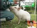 paw by baby pig