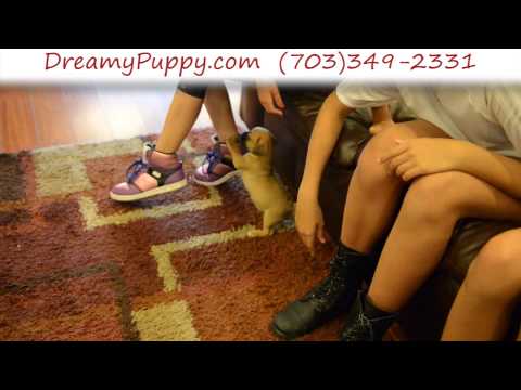 Pretty Puggle Female Puppy 1