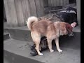 tramps horny dog
