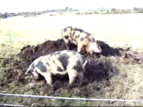 [Cynthia & Lady demolishing a mound in February 2009]