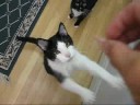 My boy cats begging
