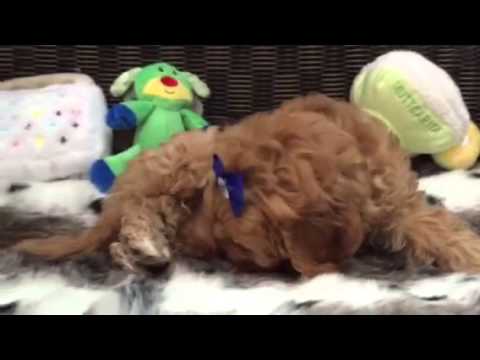 Cavapoo puppy, such a sweetheart!