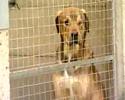 Asiel Breda slachtoffer van diefstal honden