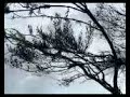 grey fantail grey fantail