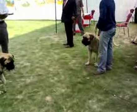 bullmastiff