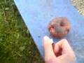 videos de Böller im Apfel 1