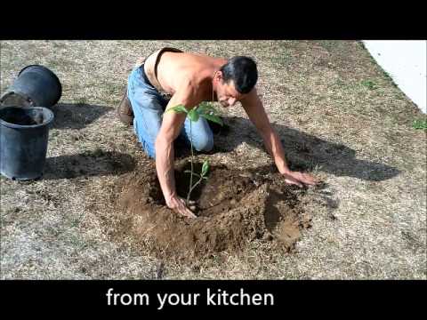 how to transplant avocado
