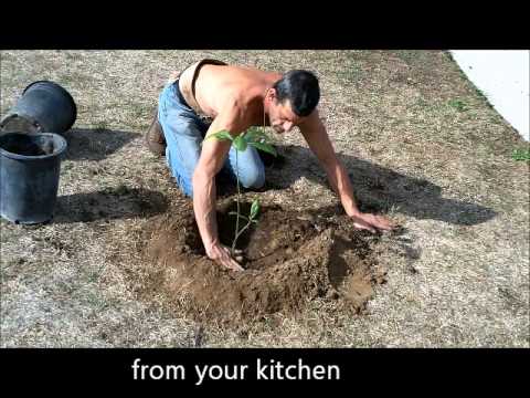 how to replant front lawn