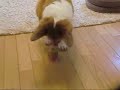 Click here to watch this video 光って笑うボール