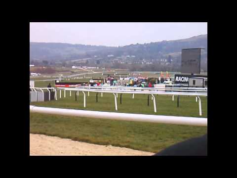 cheltenham races