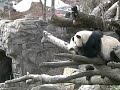 Mei and Tian Playing - January 2005 - Part 1 Mei and Tian Playing - January 2005 - Part 1