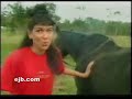 Australias Funniest home videos - horse shit