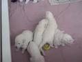Kuvasz
