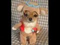 Funny animals