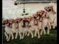 Funny animals