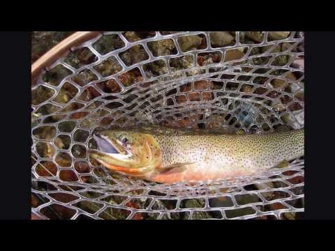 Fly Fishing