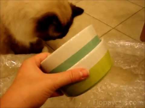 Waggo Dipper Bowls Review 0 Waggo Dipper Bowls Review