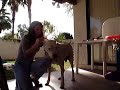Dogo toenail trimming