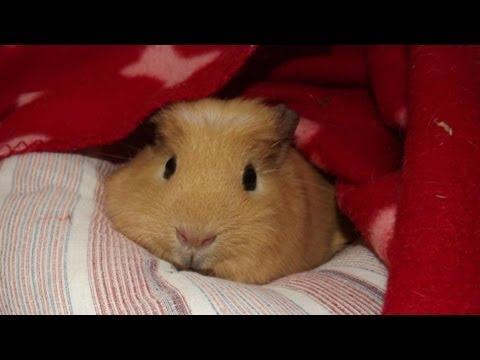 how to care guinea pig