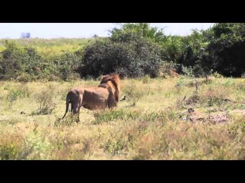 african lion
