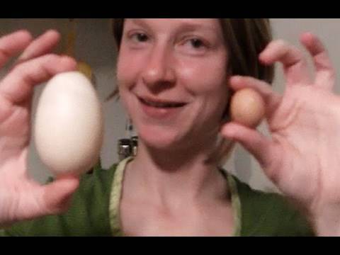 GIGANTIC CHICKEN EGG%21%21
