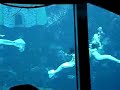 Weeki Wachee Mermaids