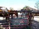 Lajitas Stables, Fort Davis Lajitas Stables, Fort Davis