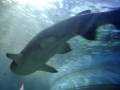 Acquarium
