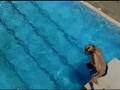 videos de Kids Diving
