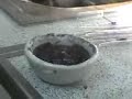 cagaso laboratorio