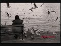 حسين السعدي ~ يا حمامة شلون طرتي