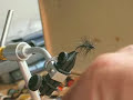 My best sea trout fly My best sea trout fly