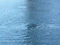 Apollo Beach Manatees