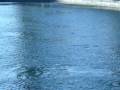 videos de Apollo Beach Manatees
