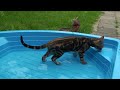 Bengal cats in garden and small pool Bengal cats in garden and small pool