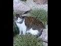 I kinda had nothing to do so I decided to make a slideshow about my cat. Some pictures are upsidedown and stuff like that, but that is because I took all pics with my mobilephone.

Leave a comment and rate if you want!