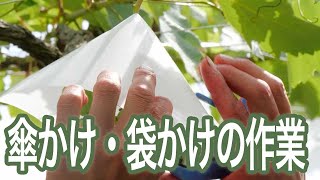 ぶどうの傘かけ・袋かけの作業について