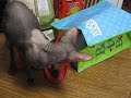 Peterbald Cat, Peterbald Cats, Peterbald Kitten - Binx, Casper, and Taz playing