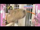 capybara capybara
