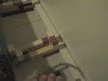 Agility gerbil Nippe