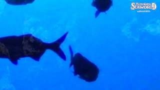 前の動画へ