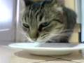 videos de Kitty!