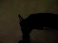 No Bark Collar No Bark Collar