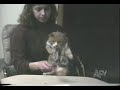 Comedy \"Funny Animals\" - part V Comedy \"Funny Animals\" - part V
