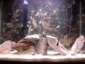 videos de My 40g Tall Fish Tank