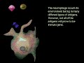 Antigen: protease degradation - PMAP