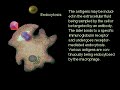 Antigen: protease degradation - PMAP