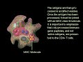 Antigen: protease degradation - PMAP
