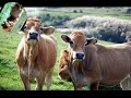Seres Animales- Fotos y m�sica By Russell Simoni