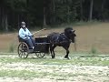 SingleTree Jitterbug the Dartmoor Pony - Carriage Driving SingleTree Jitterbug the Dartmoor Pony - Carriage Driving